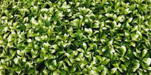 Vertical Gardening Plants