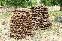 Cow Dung