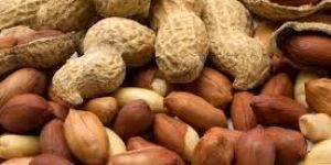 Groundnut