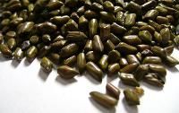 Cassia Tora