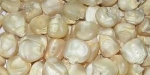 White Maize