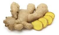 Ginger Root