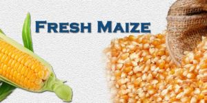 Fresh Maize