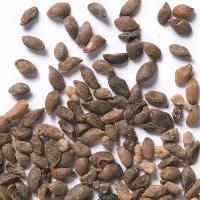 Shrub Seed