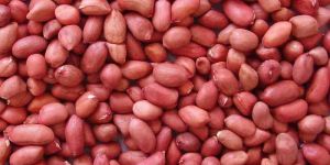 Groundnut Kernels