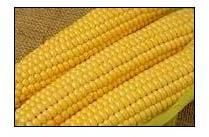 Sweet Corn