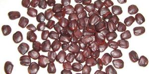 Tamarind Seeds