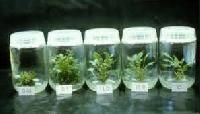 Plant Tissue Culture
