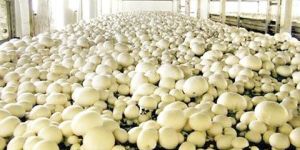 Mushroom Farming Consultancy