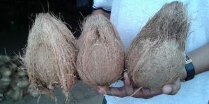 Fresh Coconuts
