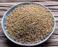 Foxtail Millet
