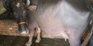 Murrah Buffalo