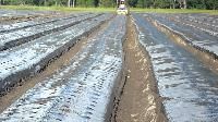 Mulching Paper