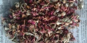 Dried Rose