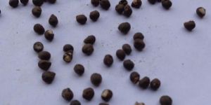 Ceiba Pentandra Seeds