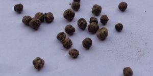 Tectona Grandis Seeds