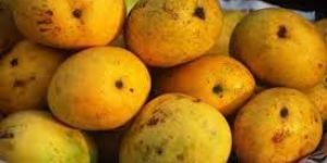 Fresh Balamani Mango