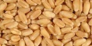 Wheat Seeds