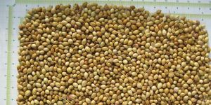 Coriander Seeds