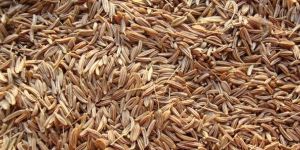 Cumin Seeds