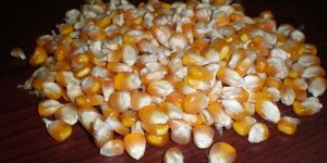 Yellow Maize Seeds