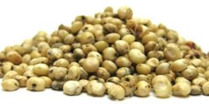 Sorghum Seeds