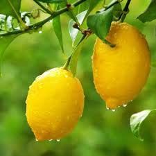 Fresh Lemon