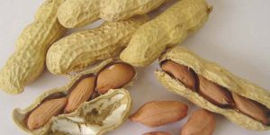 Groundnut Seeds
