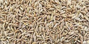 Cumin Seeds