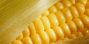 Yellow Maize