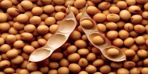 Soybean Seeds