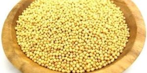 Yellow Mustard Seeds