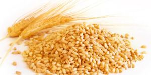 Wheat