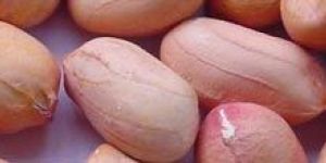 Groundnut Kernels