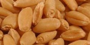 Wheat Seeds