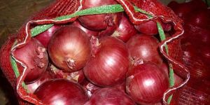 Fresh Red Onion