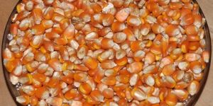 Maize Seeds