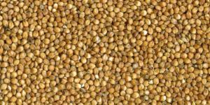 Sorghum Seeds