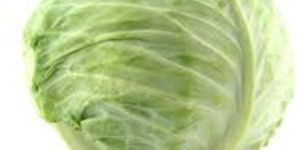 Cabbage