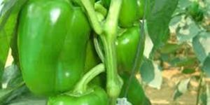 Capsicum