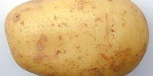 Potato