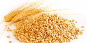 Wheat Seeds