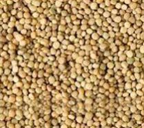 Guar Seeds