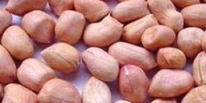 Java Groundnut Kernels
