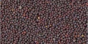 Mustard Seeds