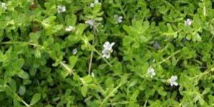 Bacopa Monnieri
