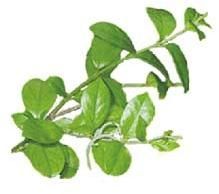 Gymnema Sylvestre