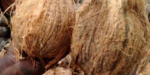 Semi Husked Coconuts