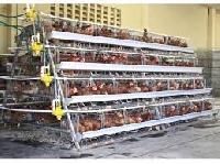 Poultry Cages