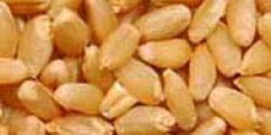 Wheat Seeds
